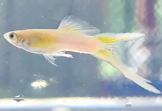 Pk Endlers Japan Golden Sky Guppy Pair Mf