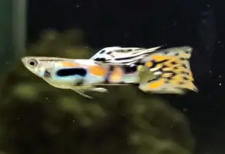 2 Pair, Original Red Asian Fancy Endler, Live Arrival Guaranteed, 2nd Day Air Logo