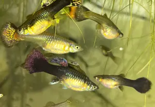 5 Sorority Mix Female Guppies, Poecilia Reticulata