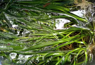 Eelgrass (Valisneria Americana), Large Clump