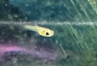 10 Guppy Fry/juvenile Logo