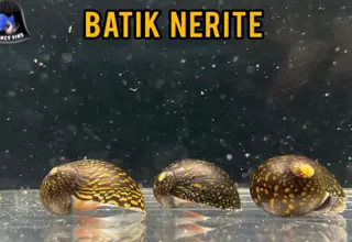 (5) Batik (Tattoo) Nerite Snails