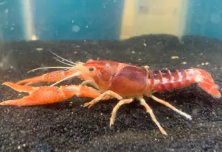 Tri - Color Crayfish Clarkii One Male