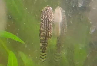 Reticulated Hillstream Loaches - Young Group Logo