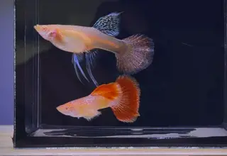 Rare- 1 Pair - Albino Red Dragon Ribbon - High Quality Guppies