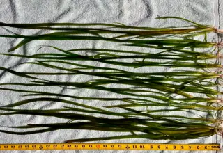 10 Count Tall(24+inch) Vallisneria Plants