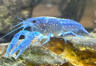 Electric Blue Crawfish(1-1.5inches In Size) Logo