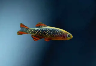 Galaxy Rasbora/ Celestial Pearl Danio (Cpd). Group Of 5 (3 Male, 2 Female). Logo