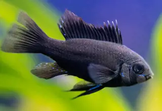 German Black Knight Ram Dwarf Cichlid M+F | Live Fish | U.S. Logo