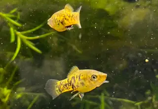 Rare Catemaco Livebearer Xiphophorus Melleri 4 Juveniles Live Arrival Guaranteed