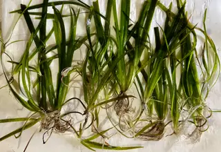 28+ Vallisneria Plants