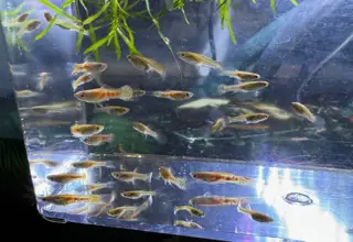 Ginga Rubra Guppies - 15-Fry Pack Logo