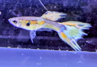 Pk Endlers Citrus Sunrise Endlers Pair Mf