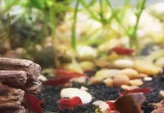 10+(1 Free) Painted Fire Red Shrimp