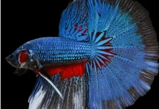 Halfmoon Bettas (Male/female) Logo