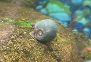 Blue Ramshorn Snails