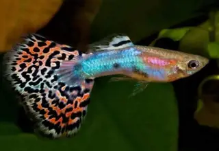 Male Rainbow guppy Logo