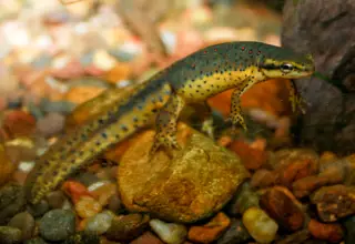Eastern Red Spotted Newts (Notophthalmus Viridescens)