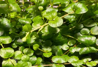 Creeping Jenny(15 Stems) Logo