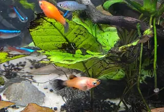 Red Baby Platys - 6 Pack (Unsexed)