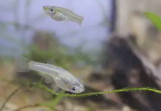 Silverado Endler Pair, Live Freshwater Fish