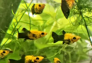 Gold Dust Molly Juveniles 4+