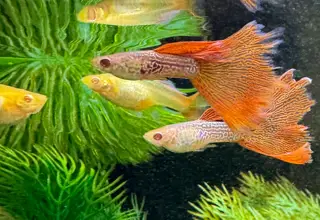 Albino Red Lace Guppies - 10+ Fry Pack Logo