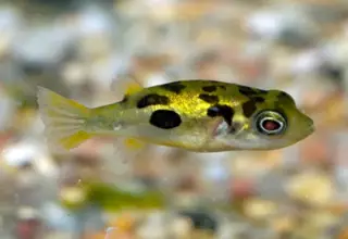 (5) Dwarf Pea Puffers