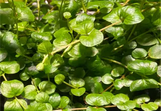 Creeping Jenny(10 Stems)