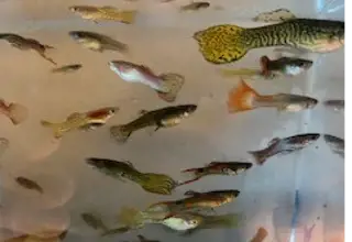 Melting Pot Guppies       (Mutt Guppies)    Pack Of 10 Fry