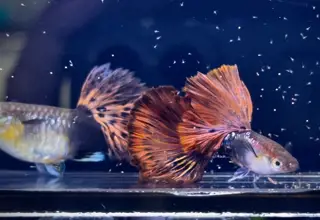 Super Rare - 1 Pair - Hb Red Rose Cauliflower Fin Snakeskin