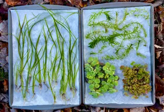  Plant Pack-15+ Vallisneria, 11stems Anacharis, Rrf, Water Lettuce