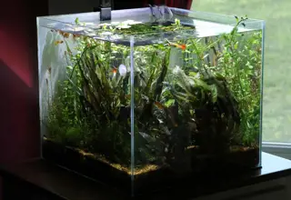 10-Plant Pack Aquarium Plants Bundle