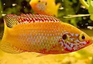 Golden Turquoise Jewel Cichlid 4 Juveniles, Free 2nd Day Air Logo
