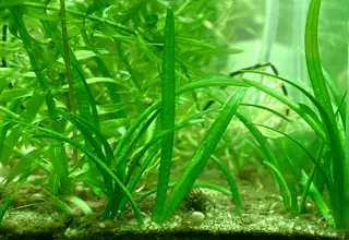 Dwarf Sagittaria(6 Bunches)