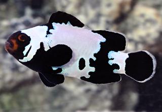 Premium Black Snowflake Clownfish (Captive Bred) Logo
