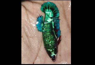 Female Hmpk Betta Fish Logo